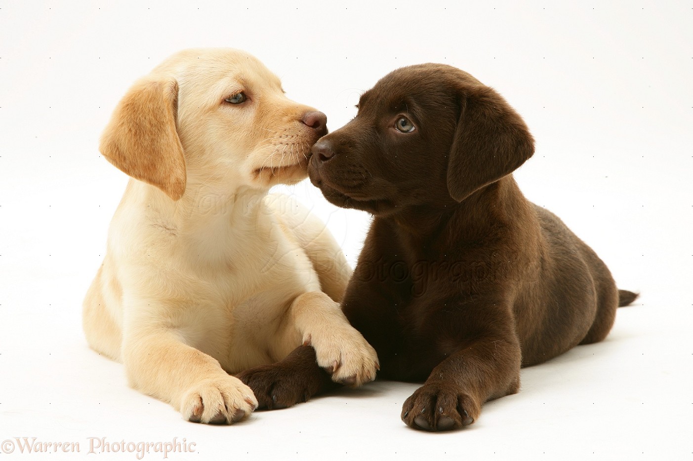 Dogs Yellow And Chocolate Labrador Retriever Pups Photo Wp33574