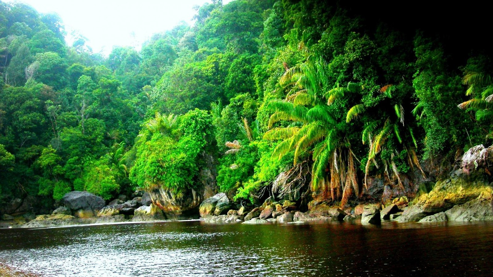 Amazon Rainforest Jungle Black River Wallpaper HD Resolution