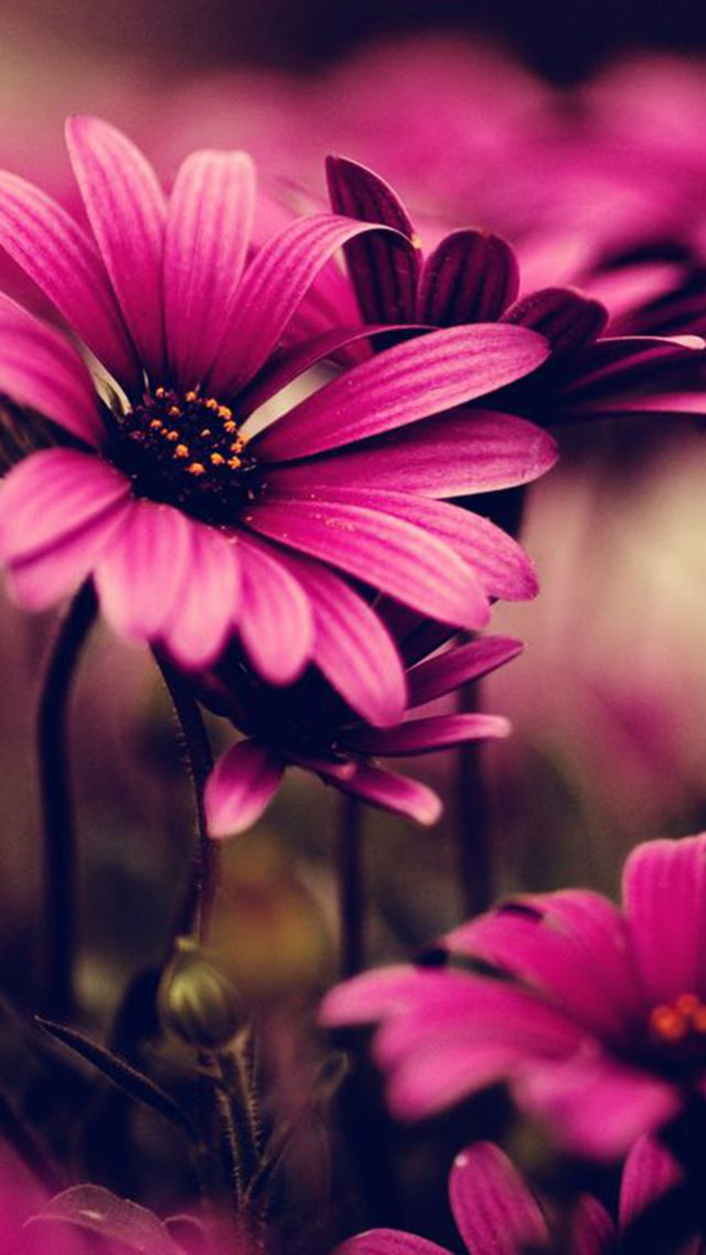 Free download Flower Samsung Galaxy S5 Wallpapers Part 12 [1440x2560] for your Desktop, Mobile