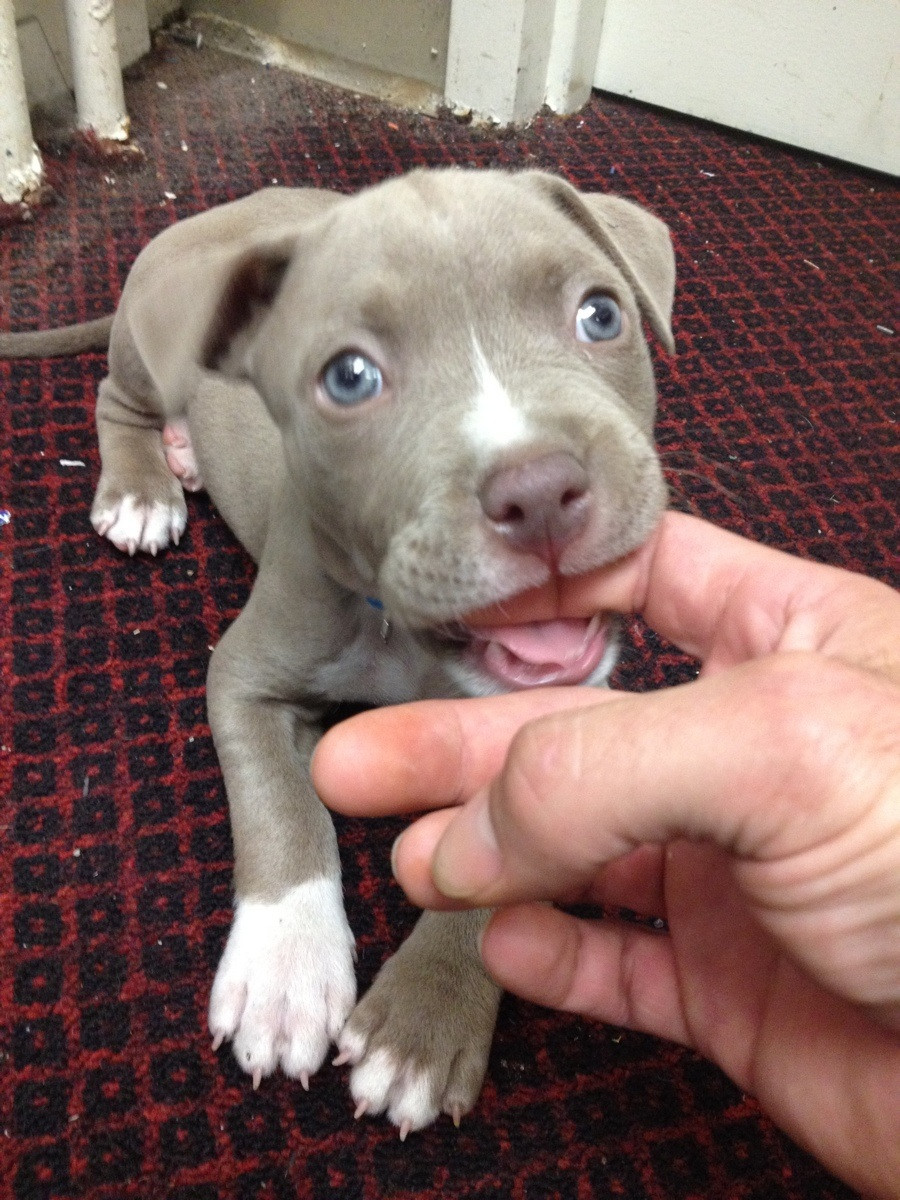 Baby Pit Bull Happily Nomming On A Finger