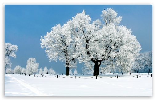 Winter Wallpaper Widescreen High Resolution 12 white tree   winter hd