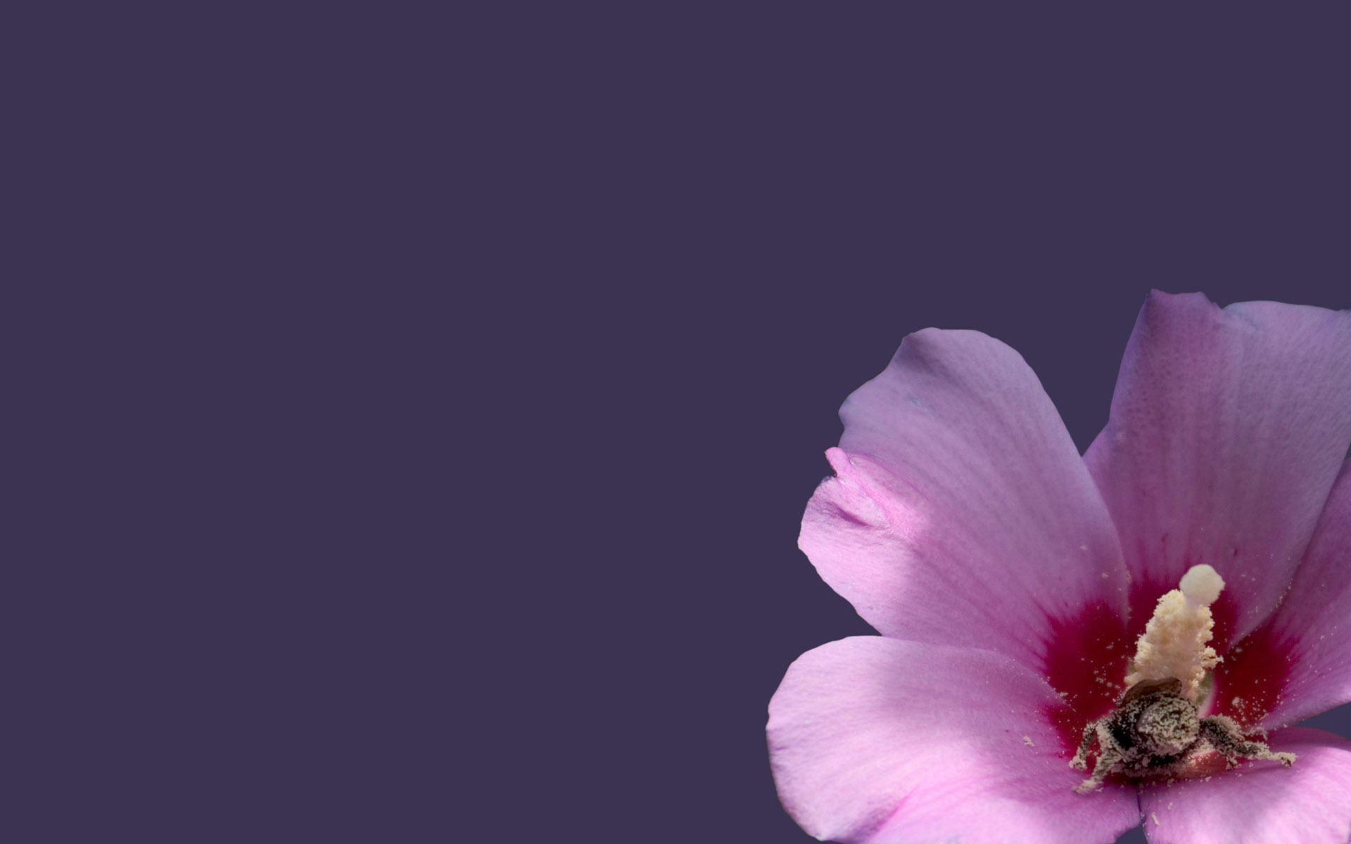 Flower Background Wallpaper HD