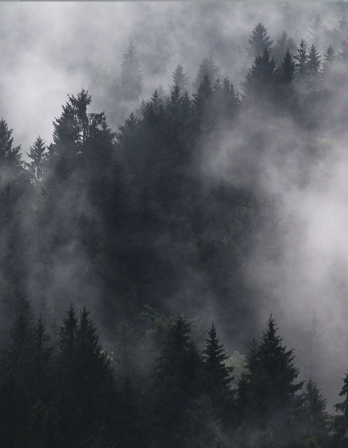 Wandern Im Nebel Inter Mit Raus Aus Berlin Sistermag Wald
