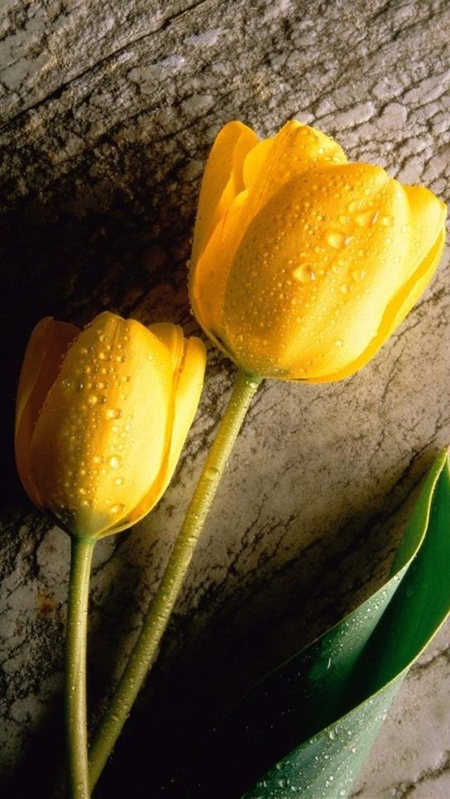  tulips iphone 5 hd wallpaper 640x1136 hd wallpapers for iphone 5