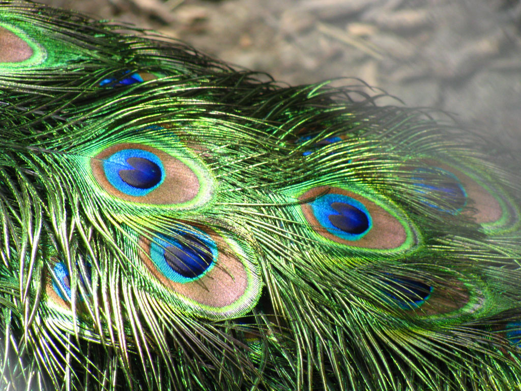 Peacock Feathers Desktop Wallpaper