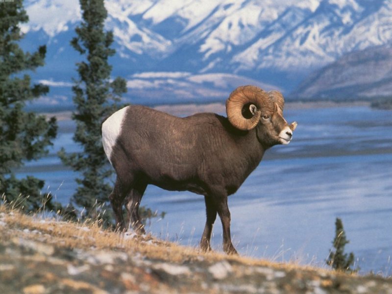 Rocky Mountain Sheep Big Horn Puter Desktop Wallpaper