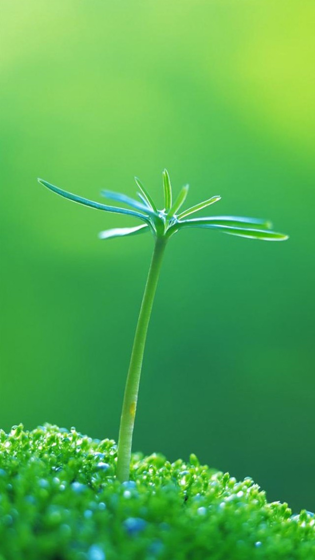 Nature One Green Plant Bud iPhone Wallpaper