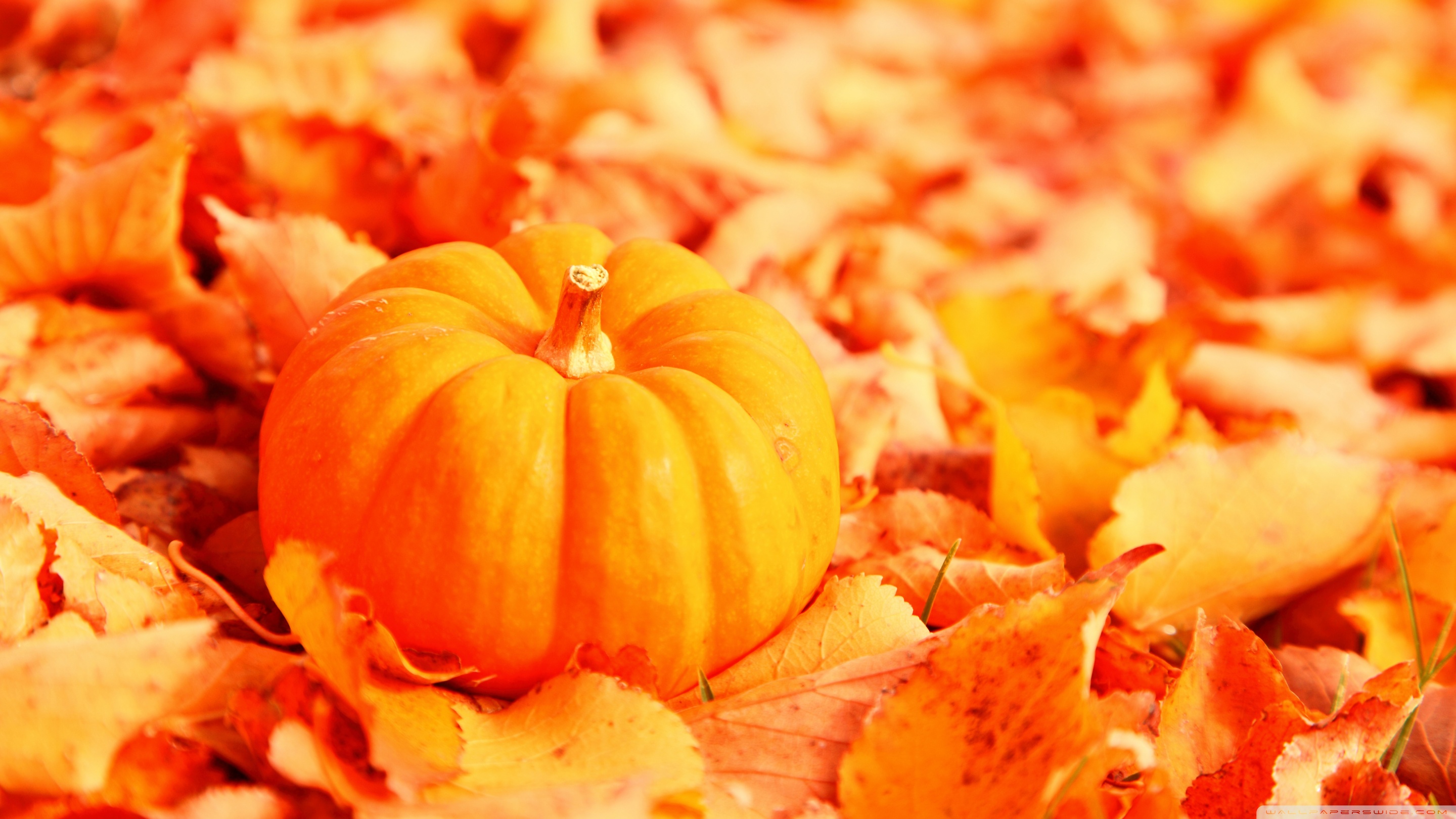Pumpkin And Autumn Leaves 4k HD Desktop Wallpaper For Ultra