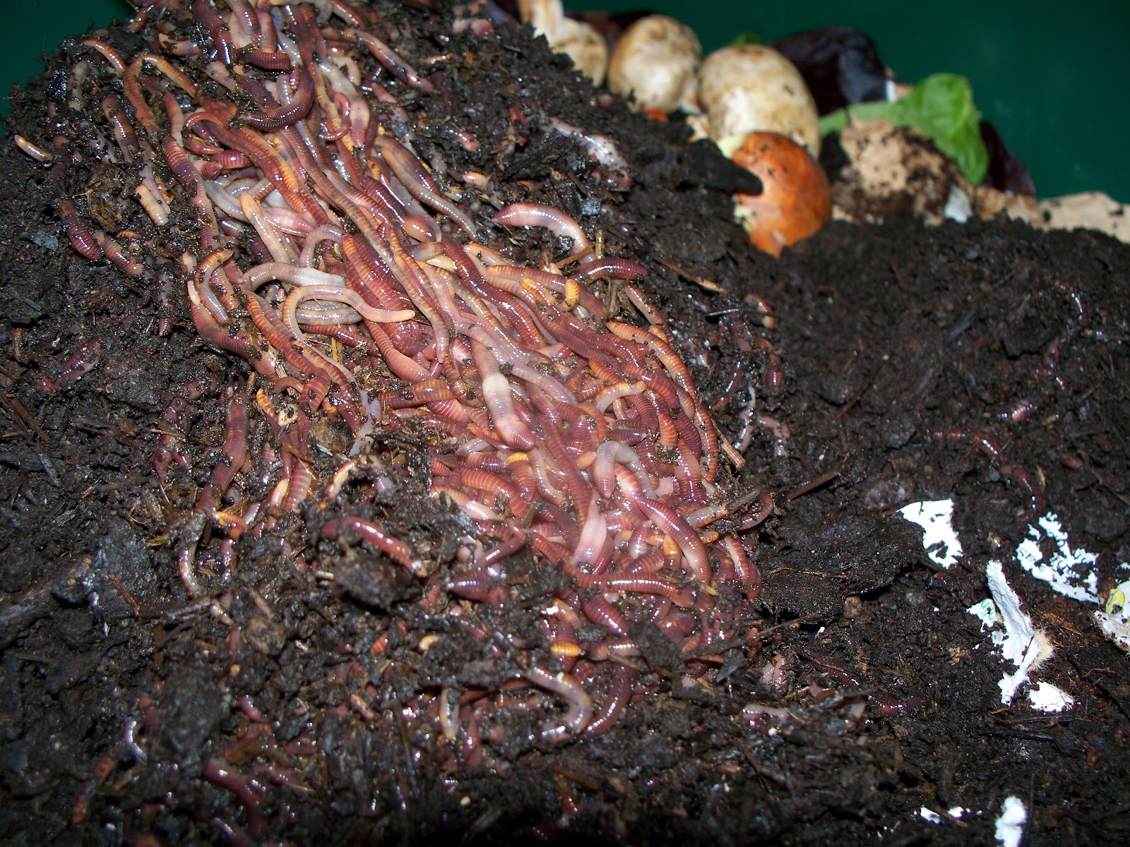Worms In Dog Poop Image Wallpaper HD Fine