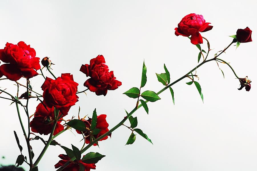 Roses Growing Against White Background By Pang Zim Yee Eyeem