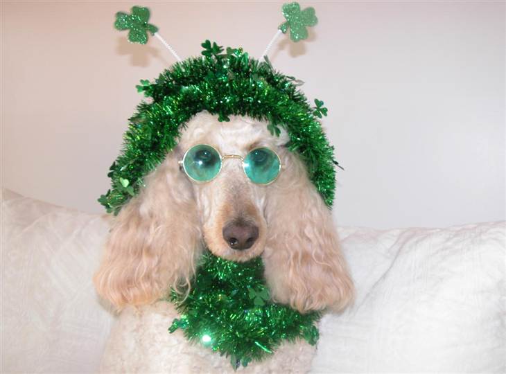 Cute Animal St Patricks Day Wallpaper Your Patrick S Pets