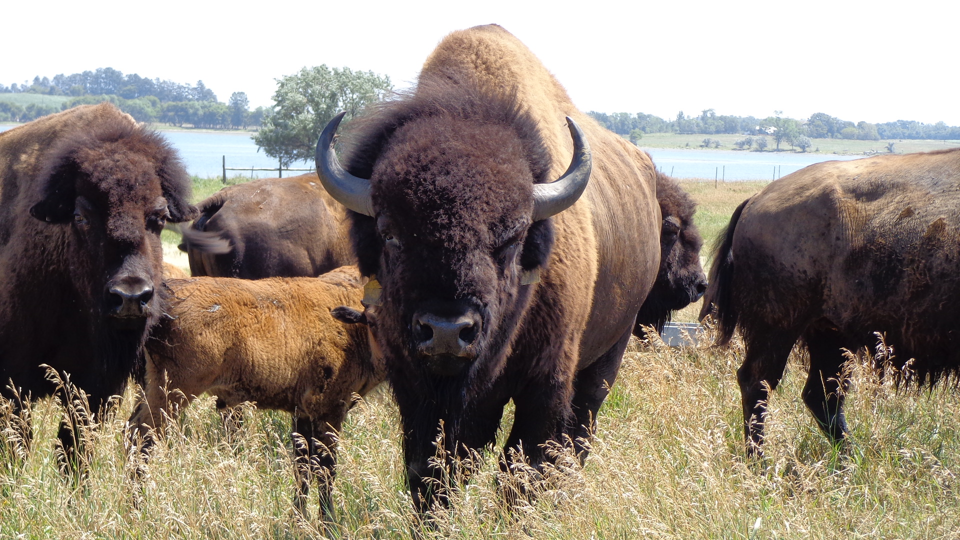 Bison Herd Desktop Wallpaper