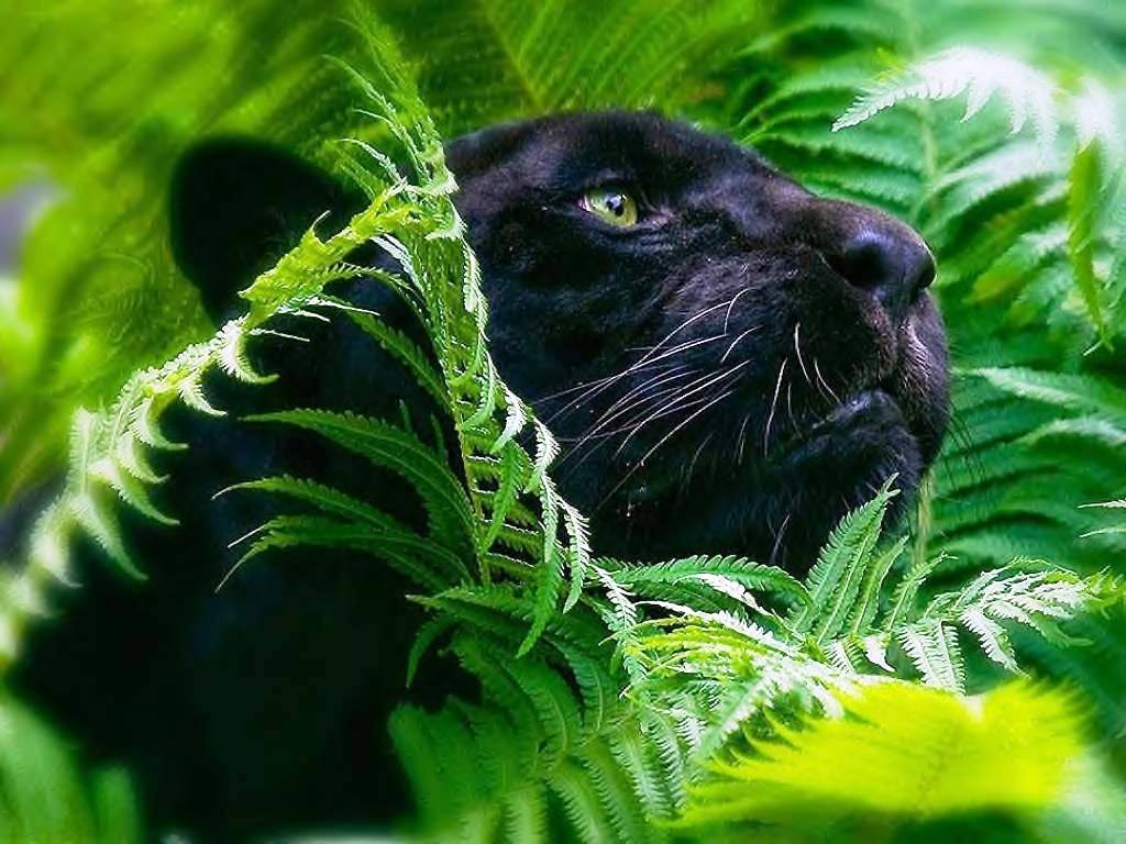 Black Panther Pc Wallpaper HD