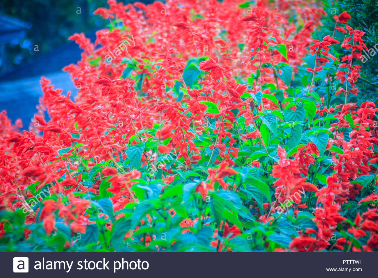 Red Salvia Splendens Bush Background The