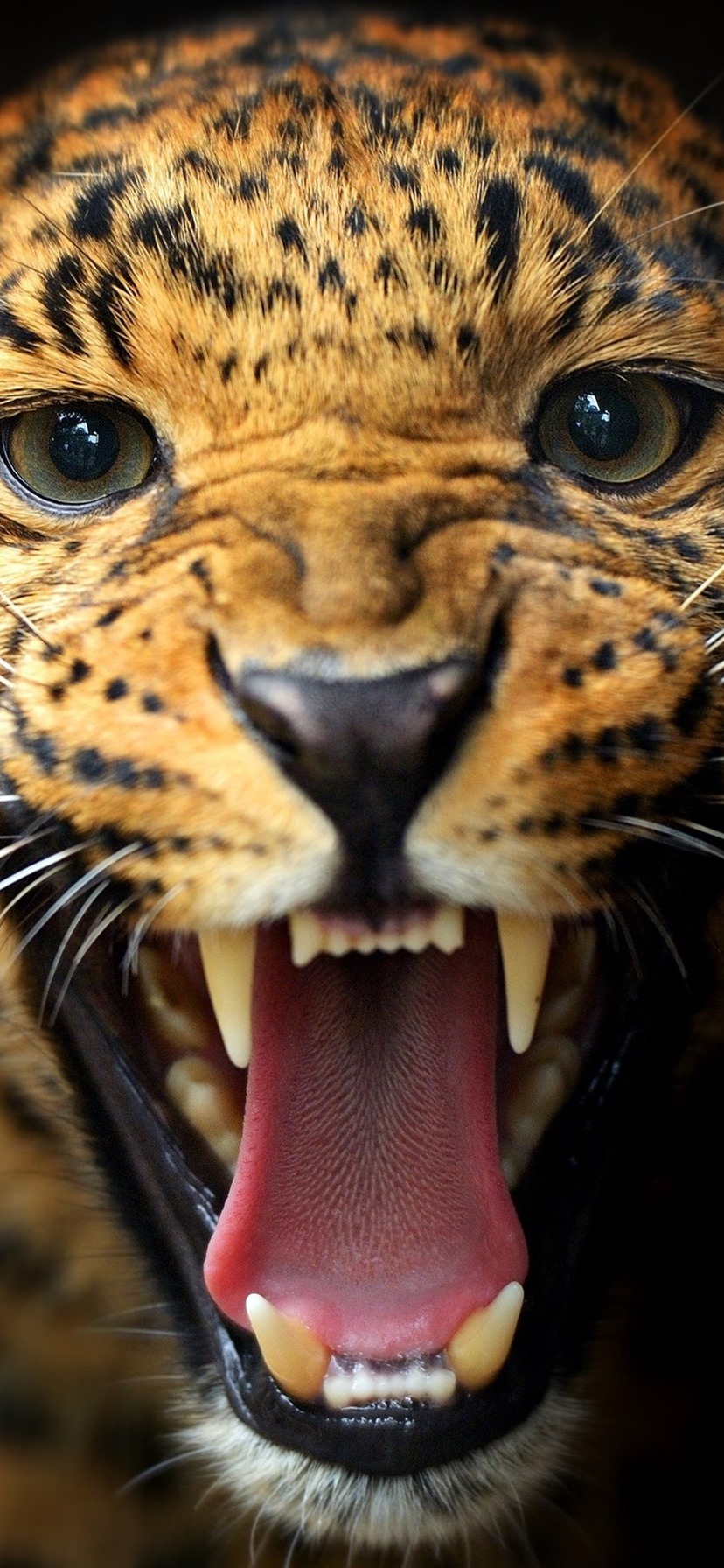 Wallpaper Animal Close Up Leopard Teeth Eyes Mustache Black
