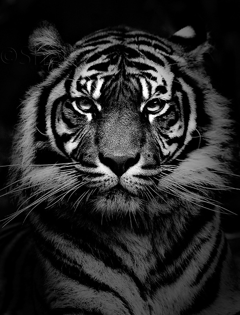 Sumatran tiger in black and white photo   Sheila Smart photos at 487x640
