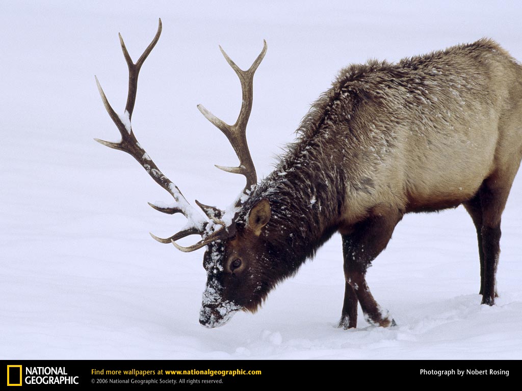 Elk Picture Desktop Wallpaper Animals