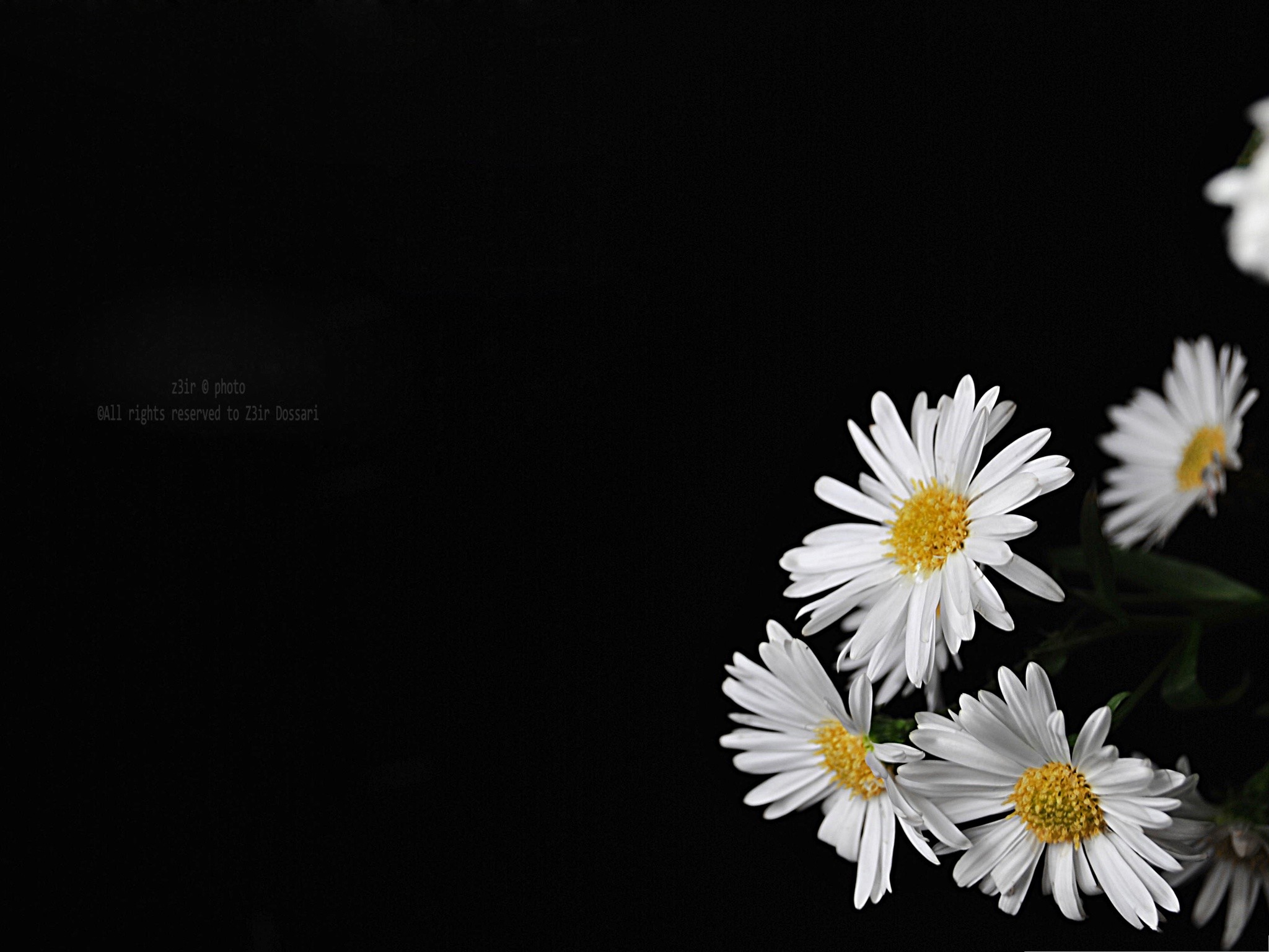 Dark Flower Wallpaper
