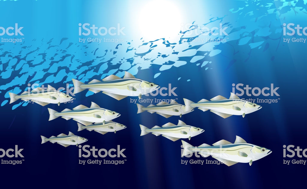 Pollock Blue Background School Of Fish Flock Fishes Atlantic Or
