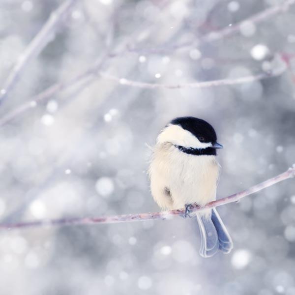 Chickadee in Snow No 10   fine art bird photography print by Allison
