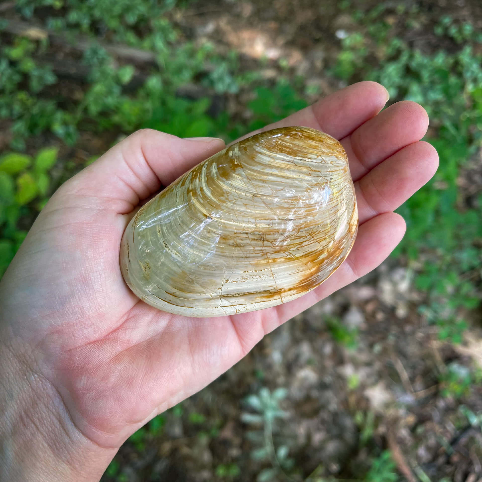 A Closeup Of Clam Shell Resting In Sandy Beach Wallpaper