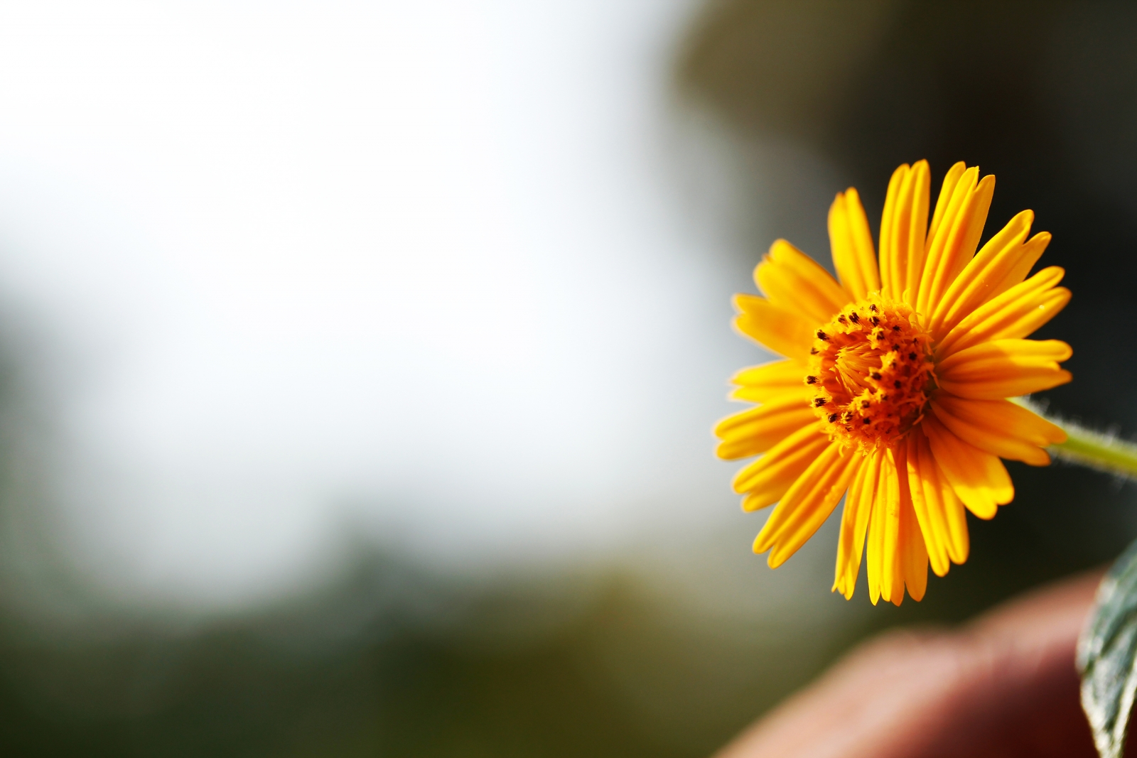 Single Yellow Daisy Flower Against Bright Sky Background