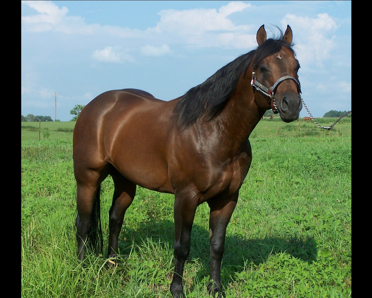 Quarter Horse Screensavers This Is A Sample Of What American