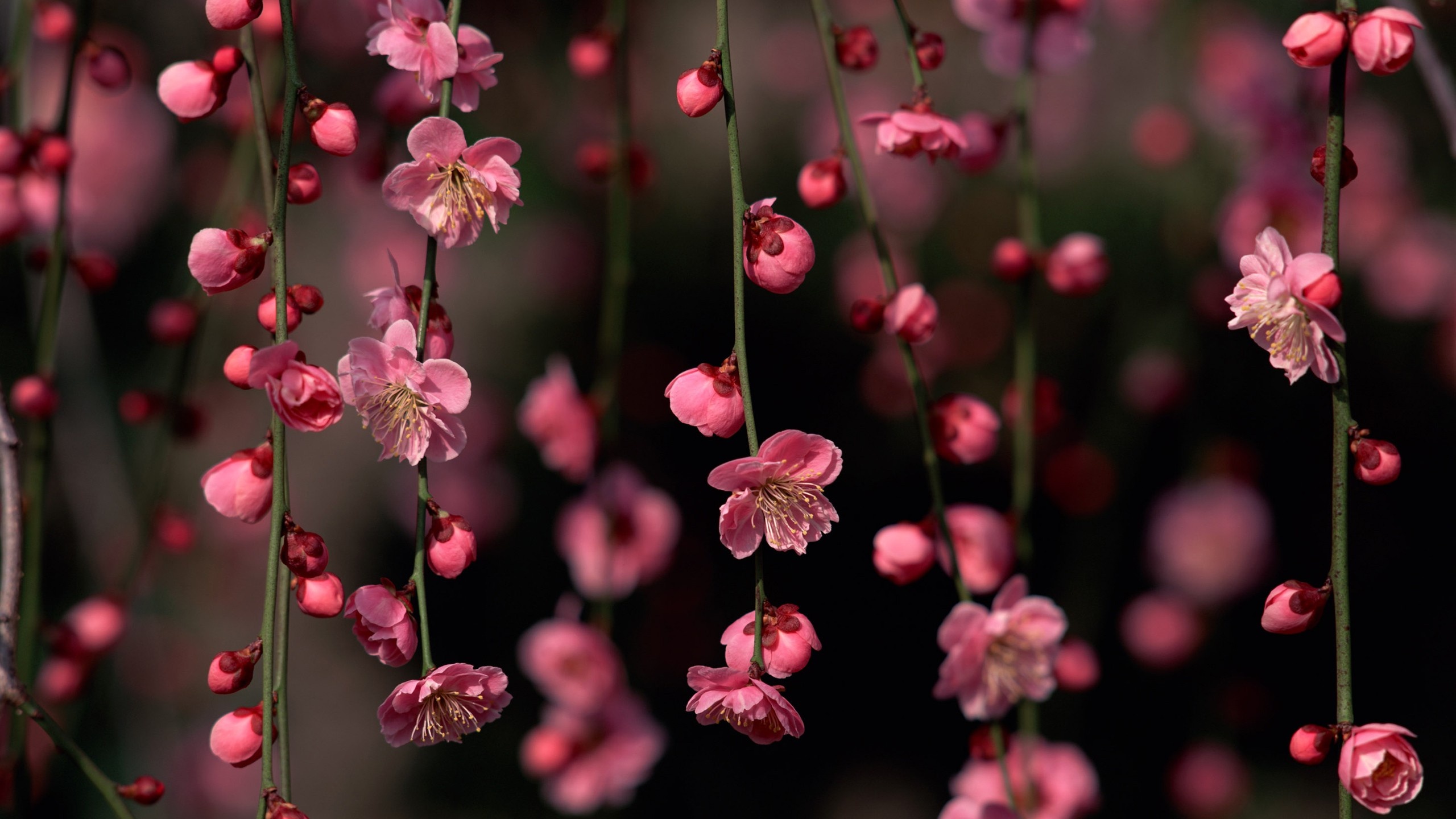 Pink Wallpaper Flowers Spring