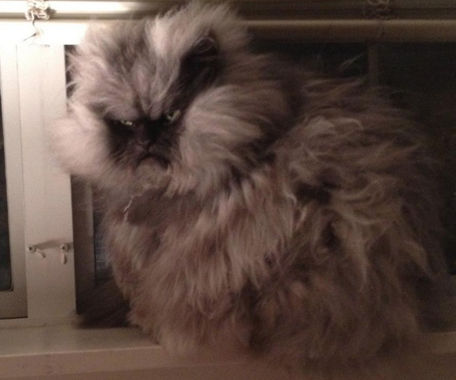 Colonel Meow From R Funny