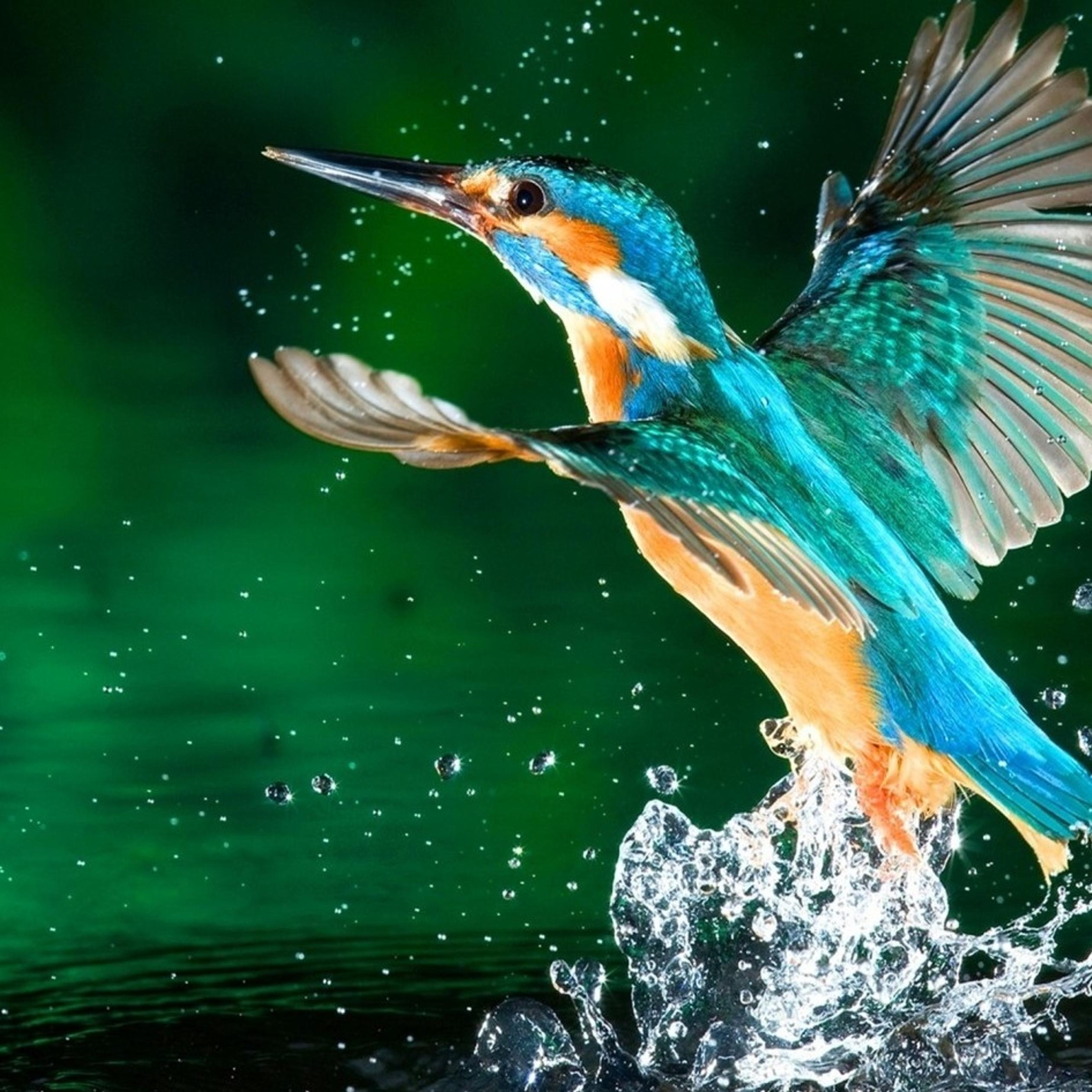A Blue Kingfisher Bird Fly Near Water Wallpaper