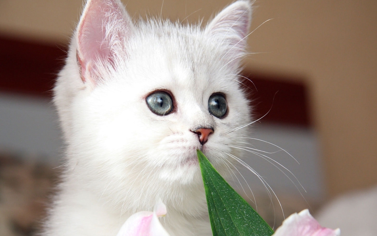 Cute Kittens HD Wallpaper High Definition