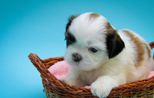 Wallpaper Shih Tzu Dog Puppy Baby Basket