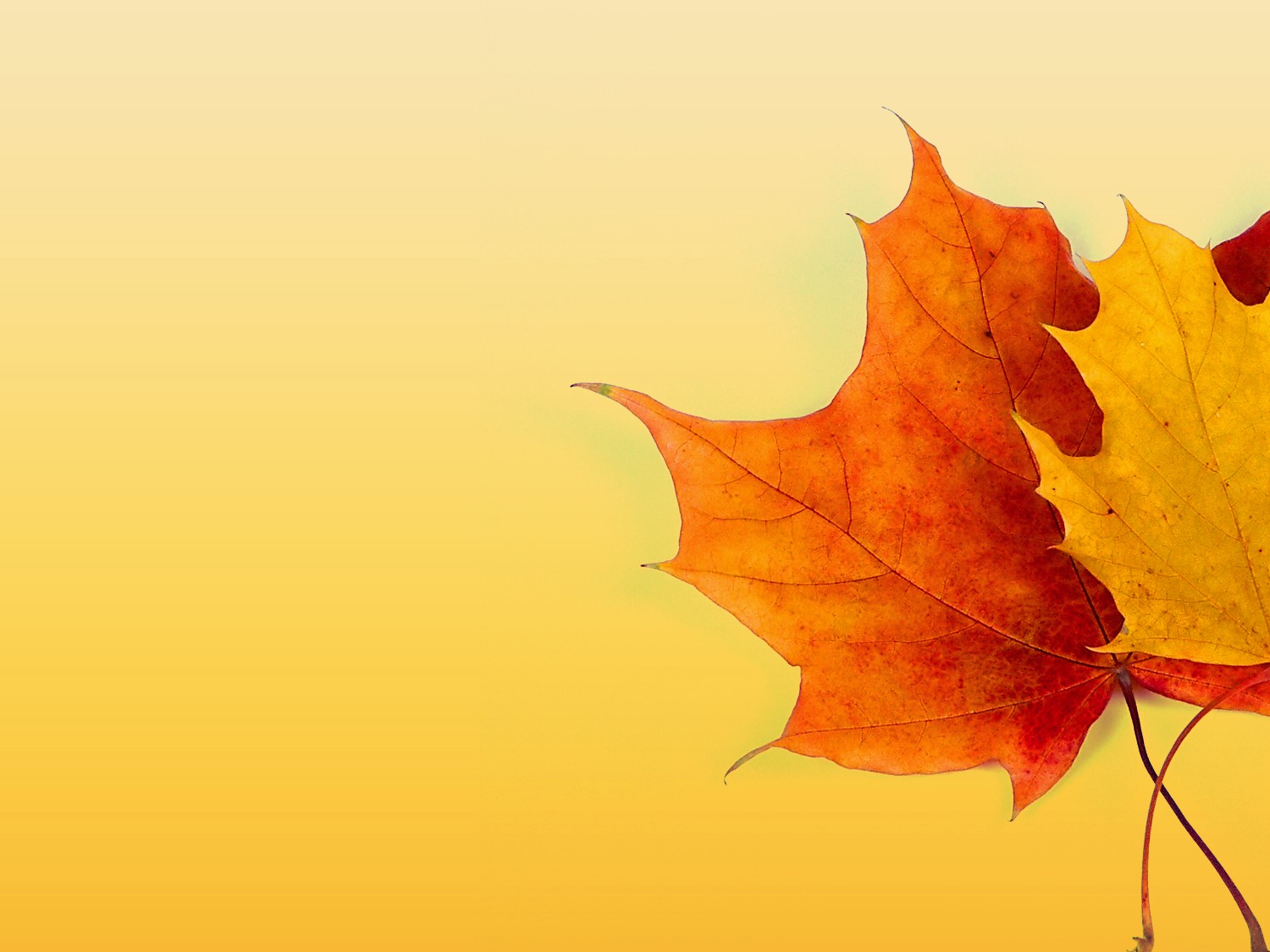 Fall Color Background
