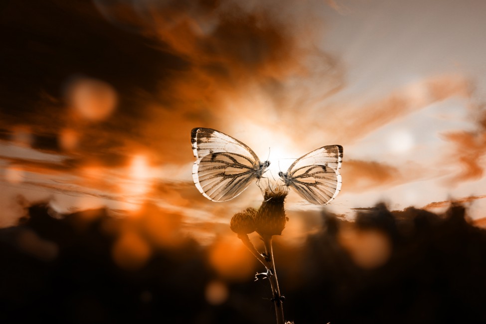 Butterflies Sky Plant Twilight Backlight Romantic Stock