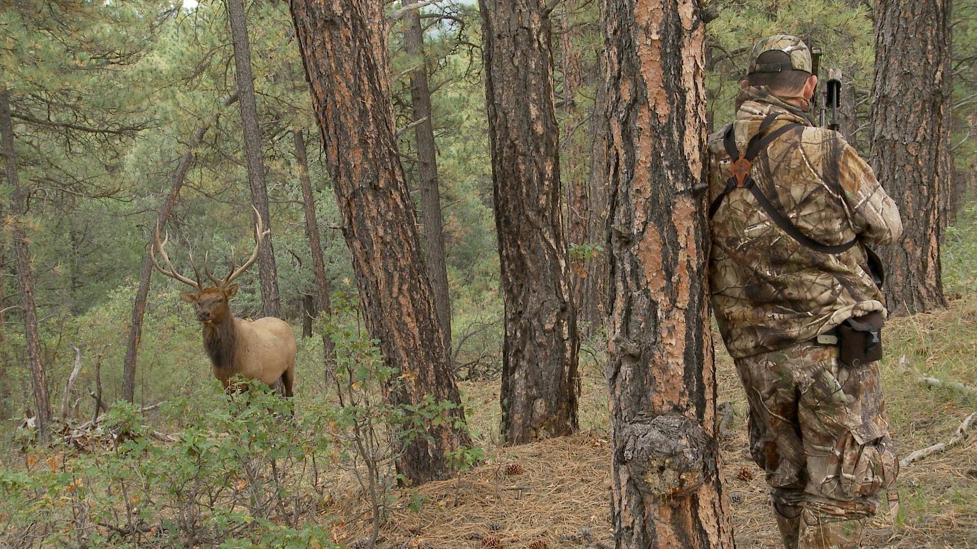 Quartering to Shot on Elk