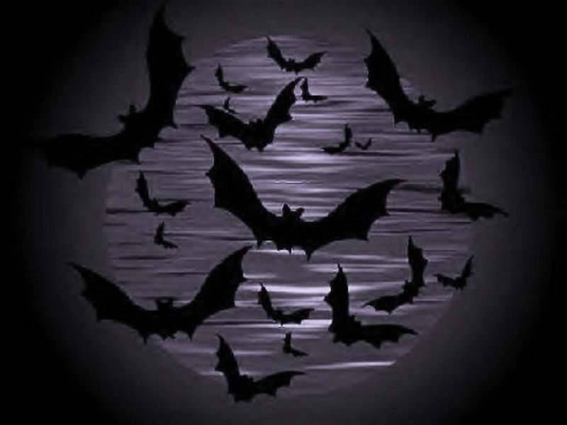 Animal Bat Wallpaper