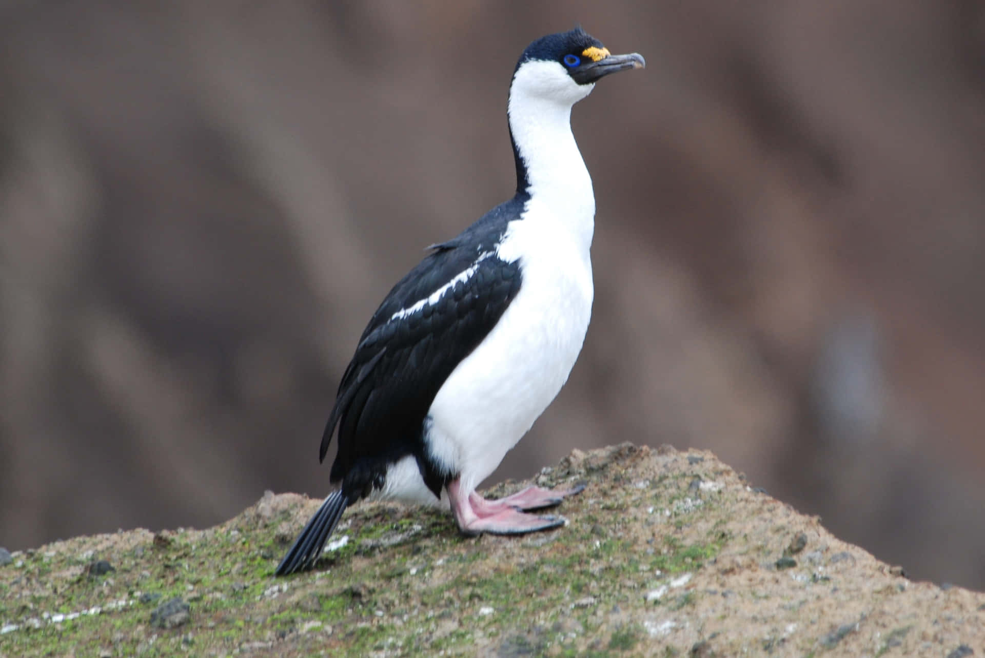 Imperial Shag On Rocky Ledge Wallpaper