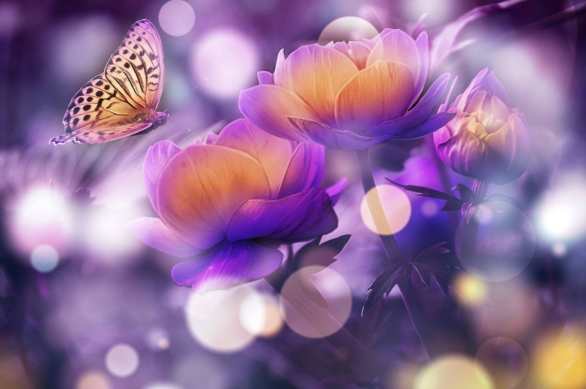 Beautiful HD Wallpaper For Pc