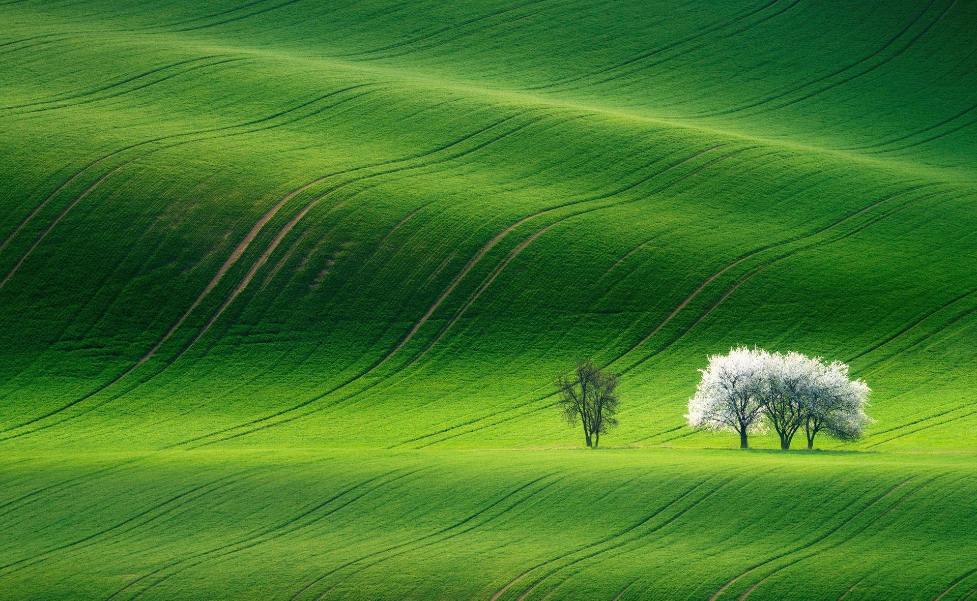 Green Hill Wallpaper
