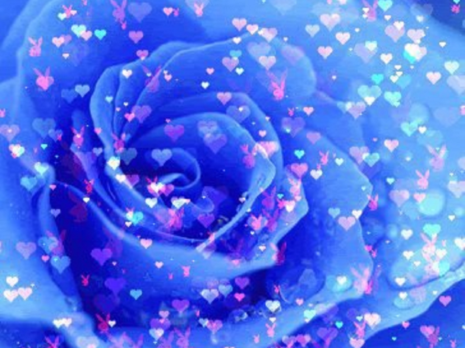 Flowers Blue Rose High Quality Background Pictures