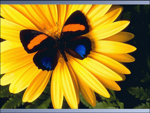 Butterfly Screen Savers