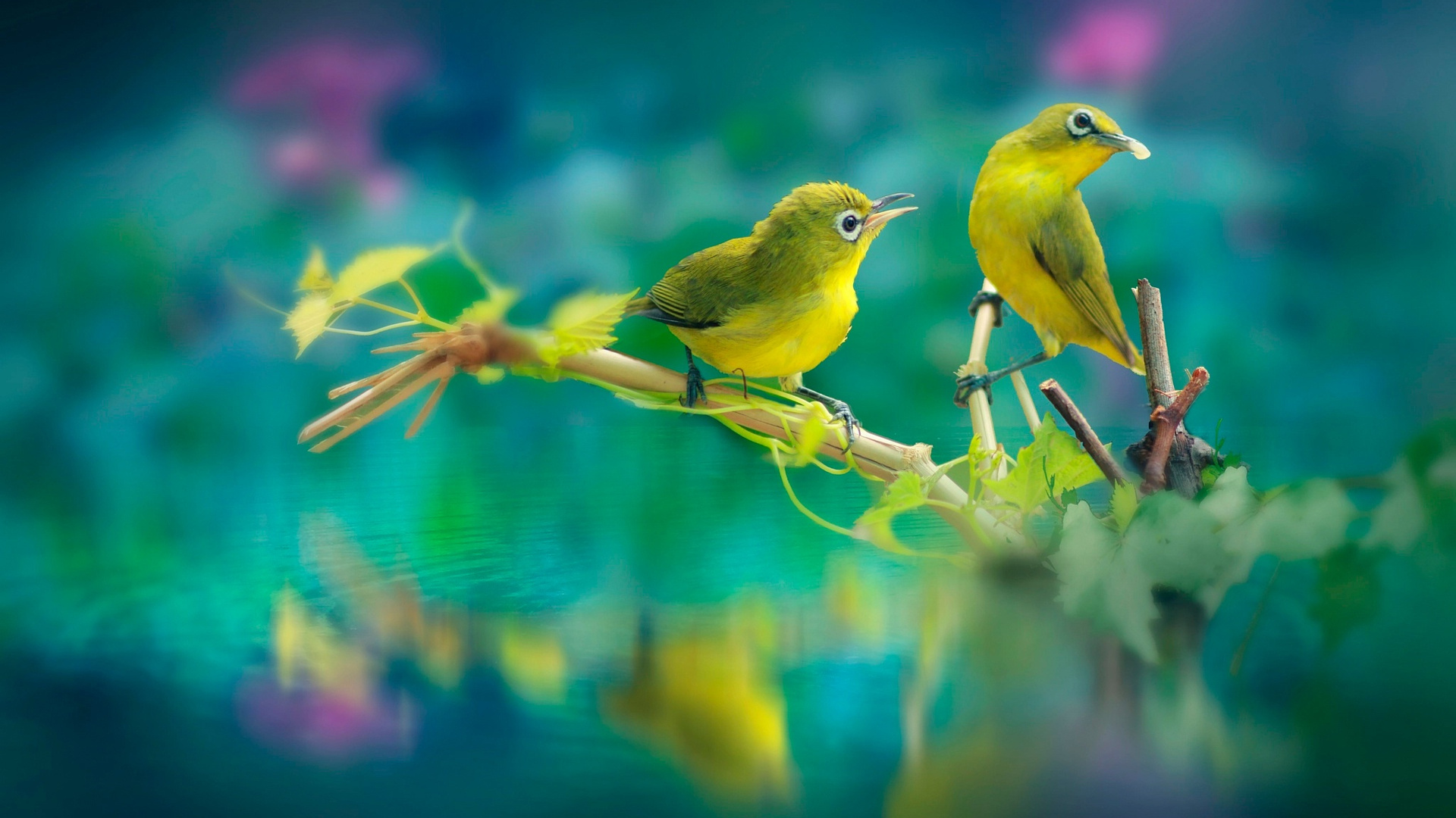 Beautiful Birds Laptop Full HD 1080p 4k Wallpaper Image