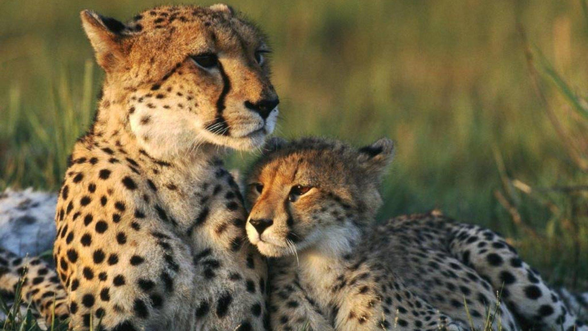 Cute Cheetah Wallpaper
