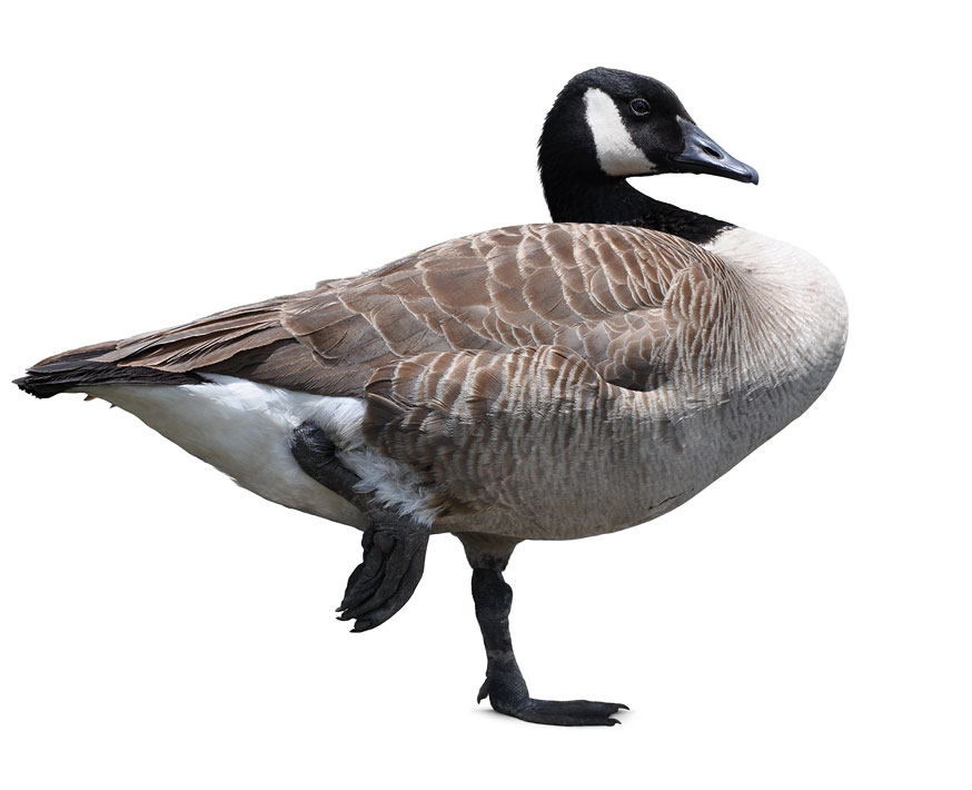 Canada Goose Background