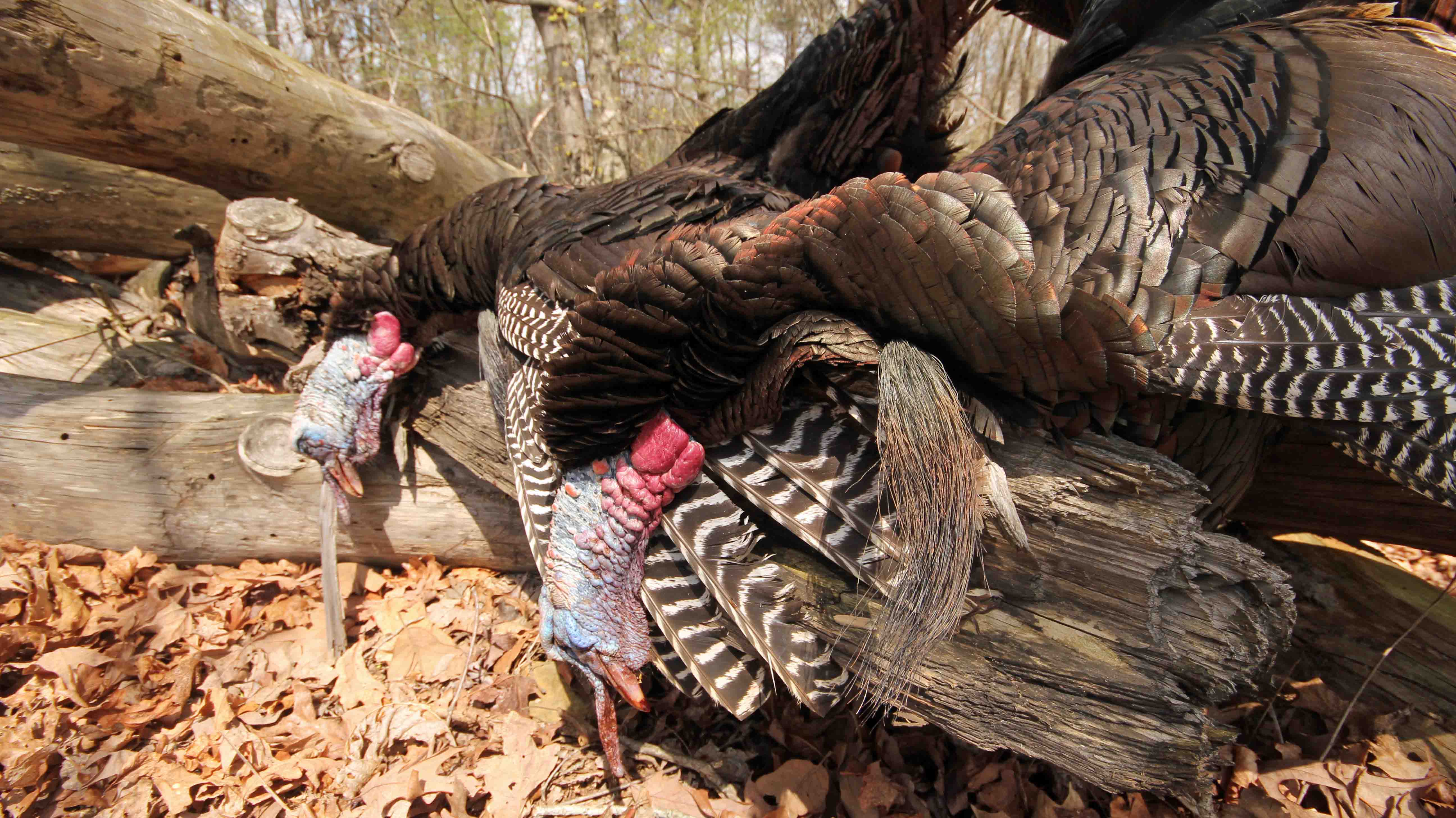 realtree turkey hunting wallpaper