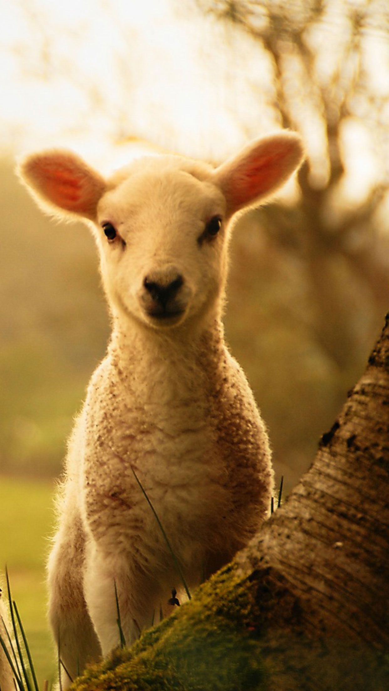 Baby Lamb Wallpaper