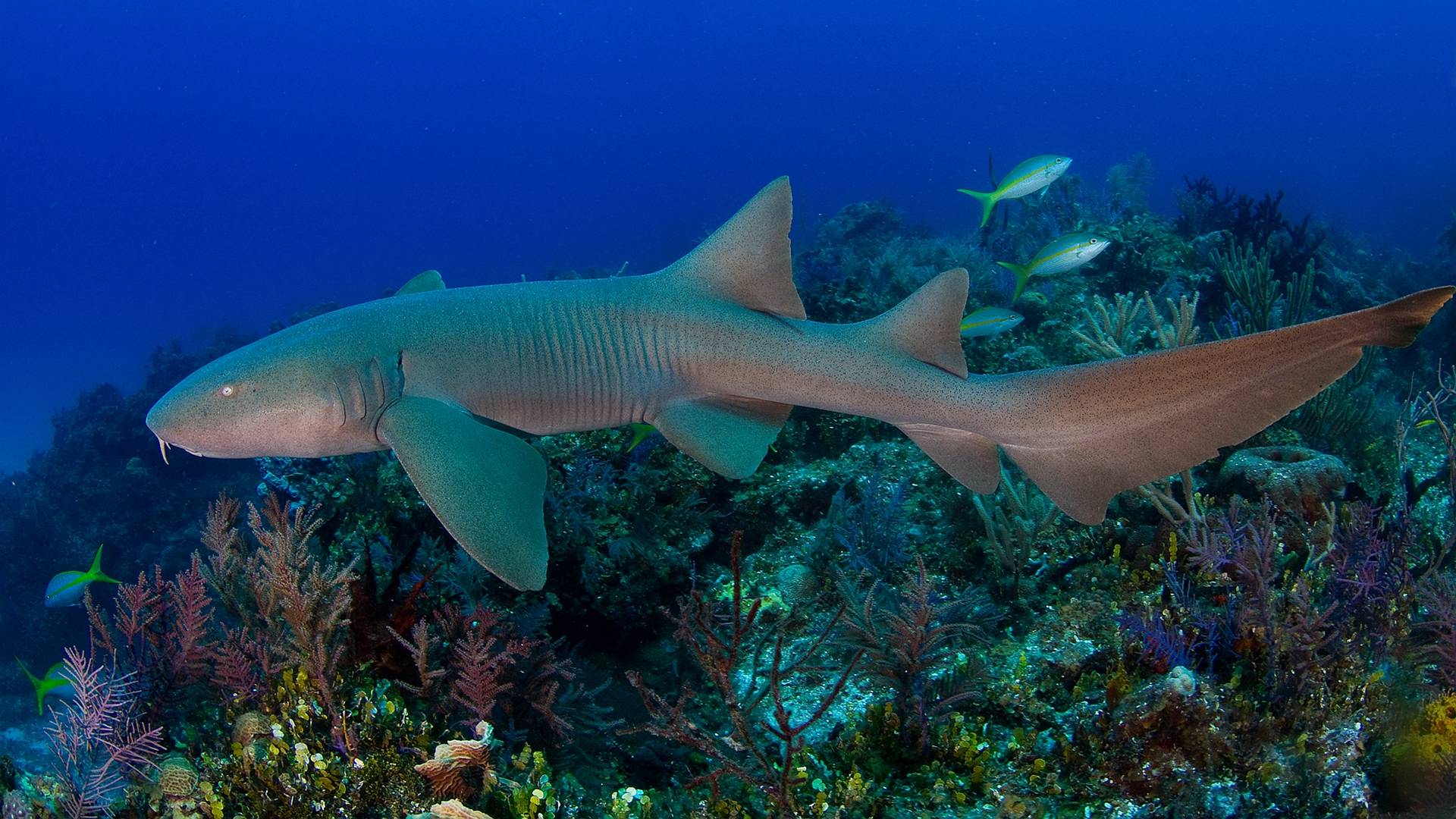 Samoan Shark Wallpaper Background