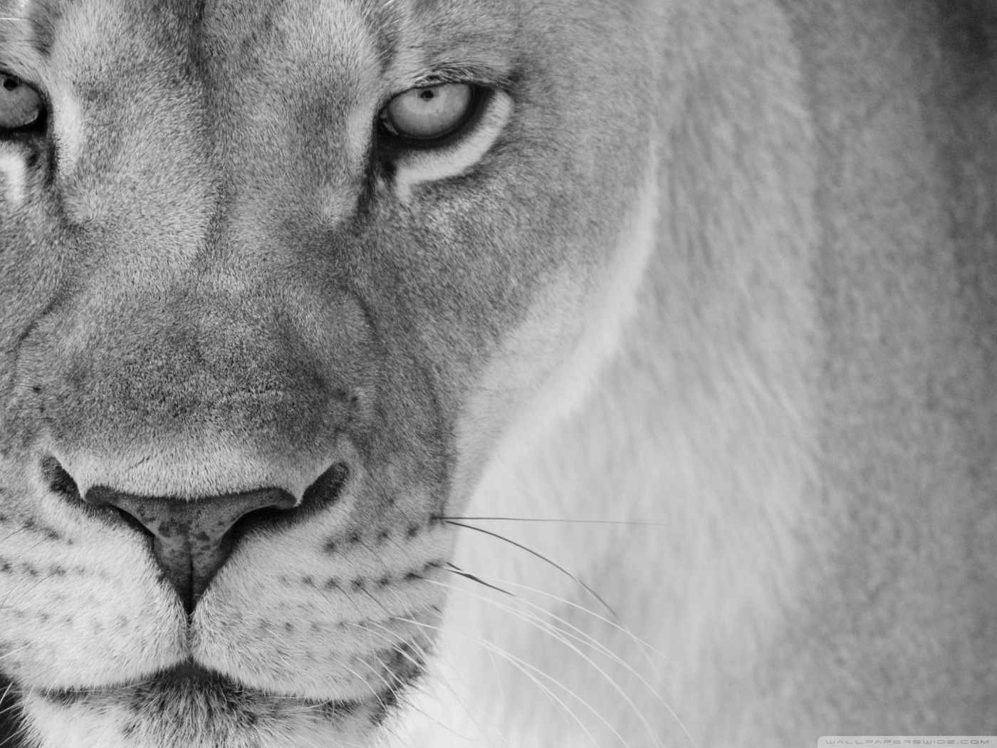 Lioness Wallpaper HD Pulse