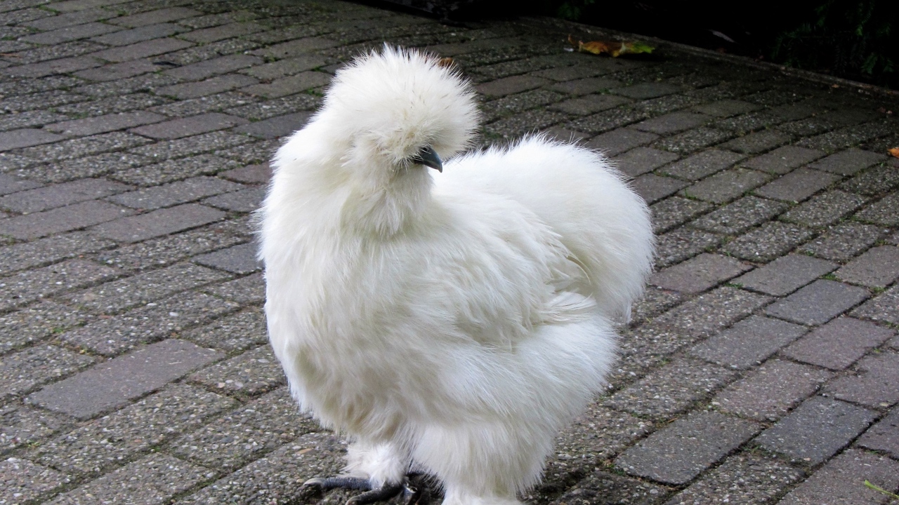 Wallpaper Silkie Chicken Feathers HD Picture Image