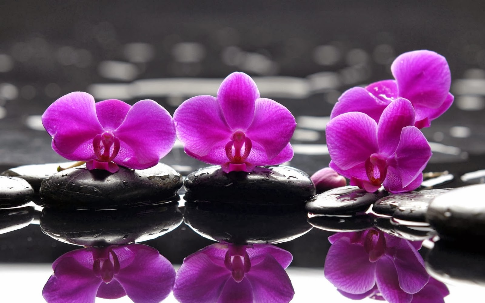 Widescreen Wallpaper Orchids Beautiful Desktop